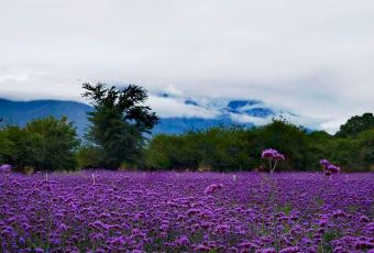 听花谷餐厅 User Photo