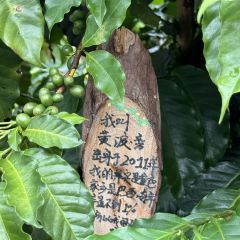 正宗杨记普洱酸醋米线(总店) User Photo