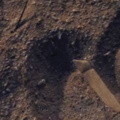 北海银滩皇冠假日酒店·全日餐厅 User Photo