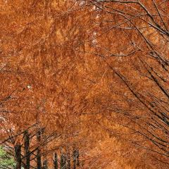 小竹林 여행 사진