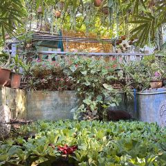曼真小院 User Photo