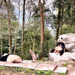 熊猫主题餐厅 User Photo