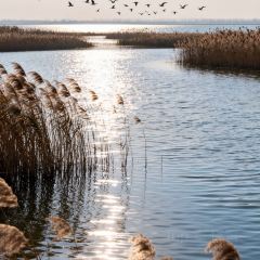 CRAYFISH KING User Photo