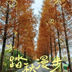 小竹林 여행 사진