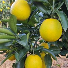 明味生態農莊張用戶圖片