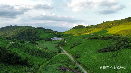 Dongbai Mountain Tea Plantation