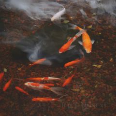 仙店农庄(湖景农庄餐厅) User Photo