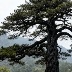 秀嫂挞粿 User Photo