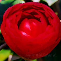 Jiahuabingwu (jinseguangchang) User Photo