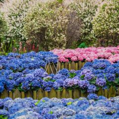 Manor Blanc User Photo