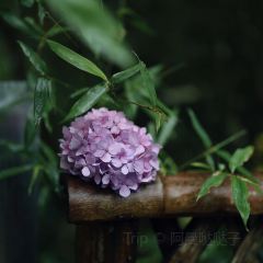 青芷森林·咖啡店 User Photo