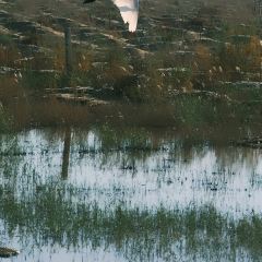 乌梁素海 User Photo