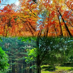 LAO YU WENG BEN GUO DUN User Photo