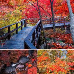 Number One User Photo