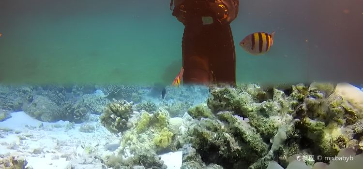 Star Fish Restaurant
