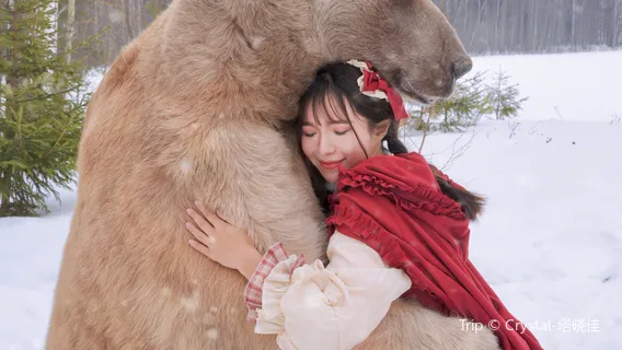 Embracing Brown Bears in Moscow