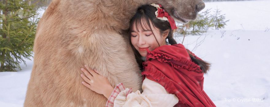 Embracing Brown Bears in Moscow