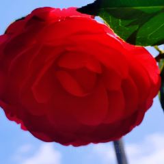 Jiahuabingwu (jinseguangchang) User Photo