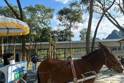 银峰农庄·特色烧鸡·鲜无花果浸鸡