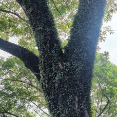 老南洋咖啡館張用戶圖片