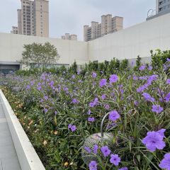 龍鳳麵館張用戶圖片