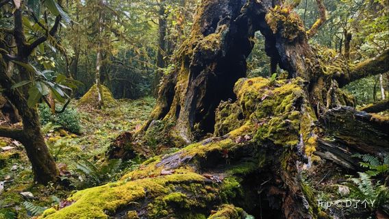 ya duo cun ( mi jing ya ping guo jia gong yuan )