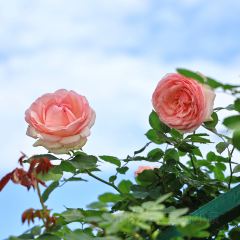 云间花境餐厅 User Photo
