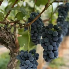 新联生态葡萄采摘园 User Photo