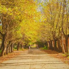 Zhan yi gong shi la zi Chicken (zhan yi) User Photo