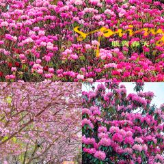 尝回头羊肉粉(体育馆店) User Photo