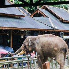 望天树雨林餐厅 User Photo