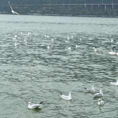 CHEN NIANG NIANG User Photo