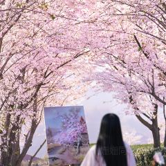 绍兴新昌安岚·听涛阁 User Photo