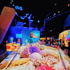 Jinmenzhangjibaozipu (huachangdao) User Photo