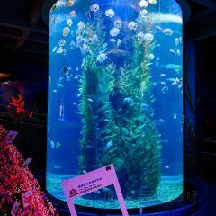 鲸鱼先生餐厅(福州欧乐堡海洋世界店) User Photo