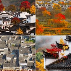 秀嫂挞粿 User Photo