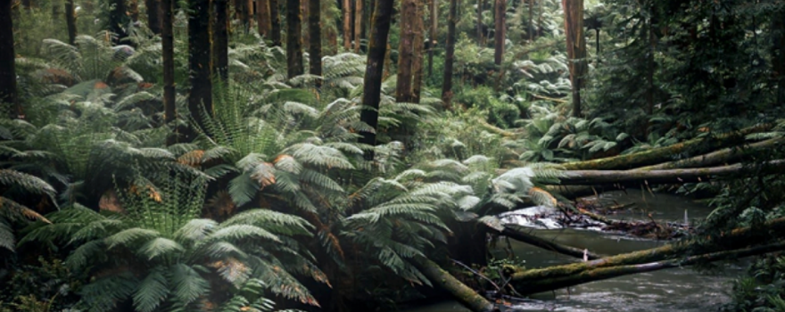 Errinundra National Park