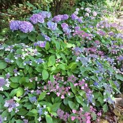 Manor Blanc User Photo