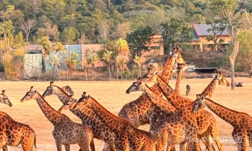 칭위안 창룽 삼림왕국