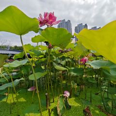 浴柳排骨蒸饺(五一街店) User Photo