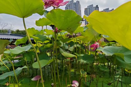 浴柳排骨蒸饺(五一街店)