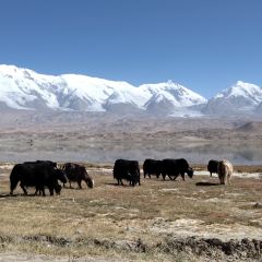 慕云营地(喀拉库勒湖店)·潮汕汤米粉 User Photo
