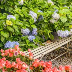 海如的花園張用戶圖片