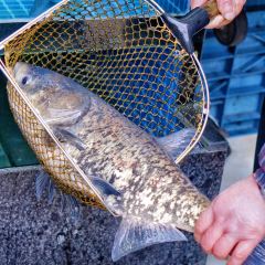 鱼公馆(千岛湖店) User Photo