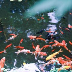 CI GUAN SHAN FANG User Photo