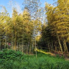 小三毛流浪处明清酒家(南北湖风景区店) User Photo