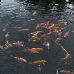 孙家糖油条 User Photo