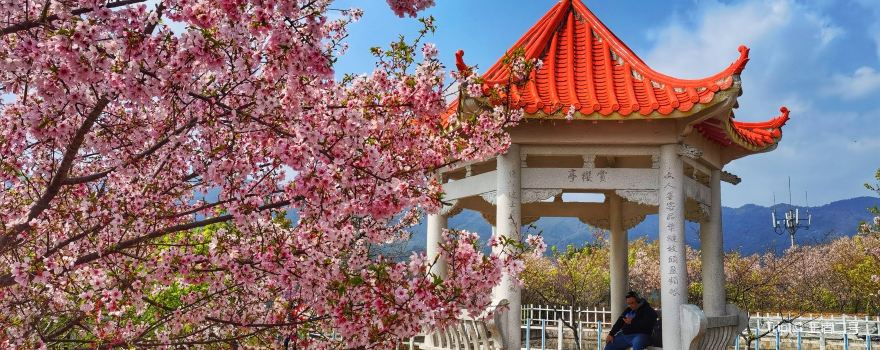 Qingliu Laifang Cherry Blossom Garden