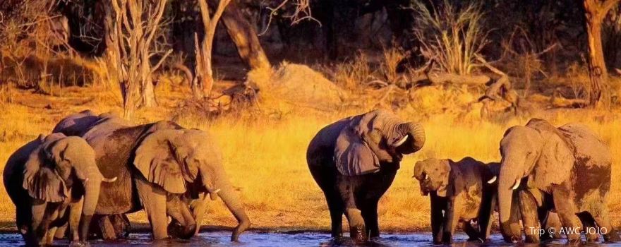 Moremi Game Reserve