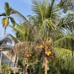 Sabai Resort Pak Meng Restaurant User Photo